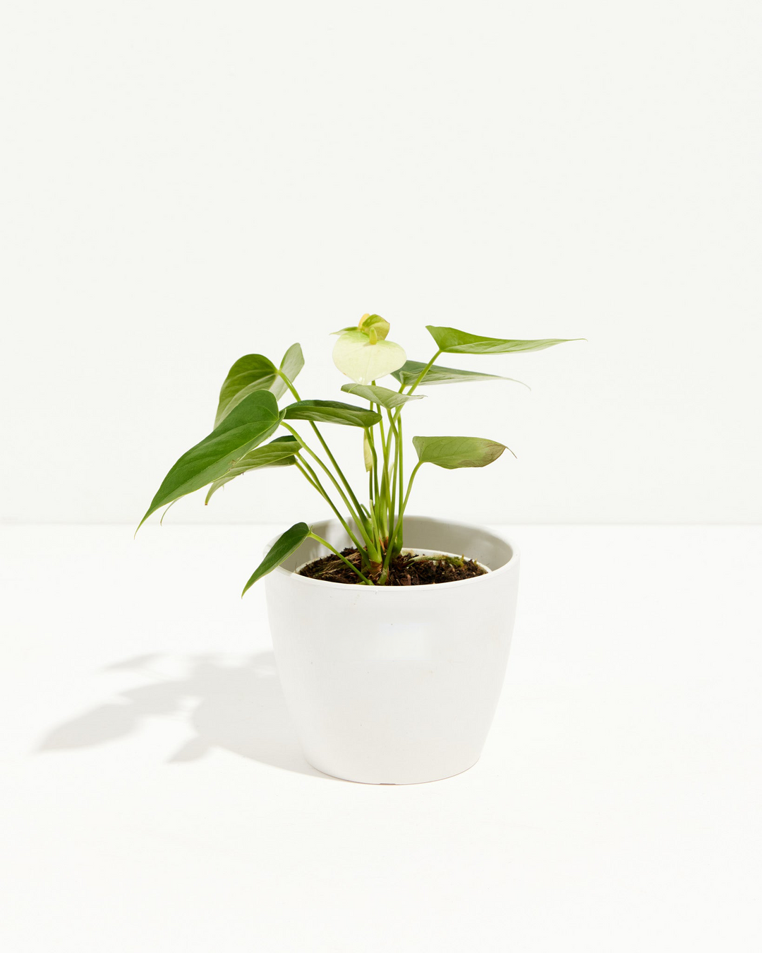anthurium potted plant White Anthurium | Flowering Plants