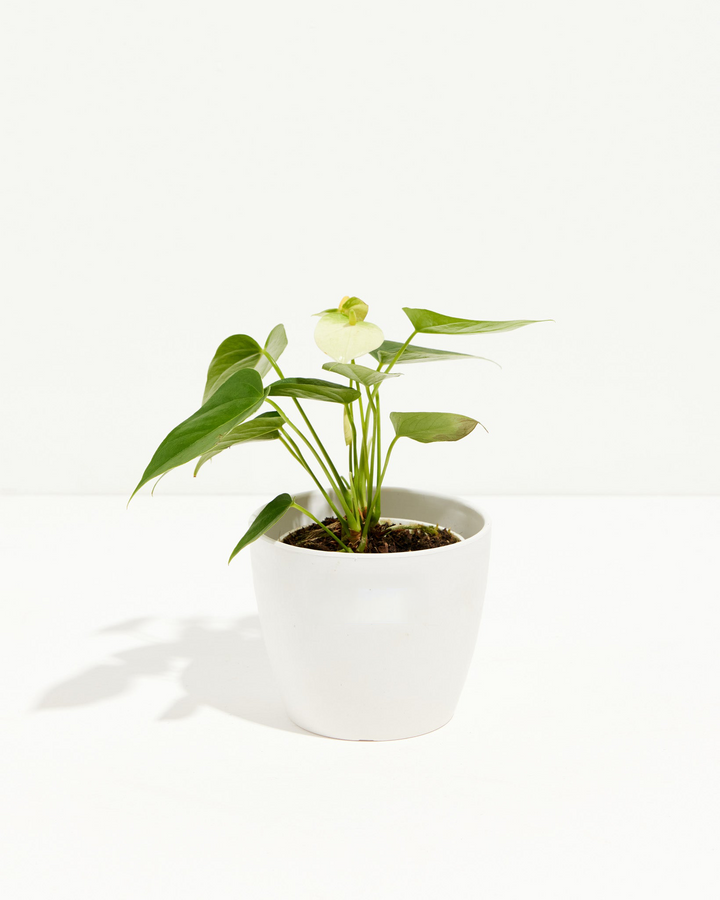 White Anthurium