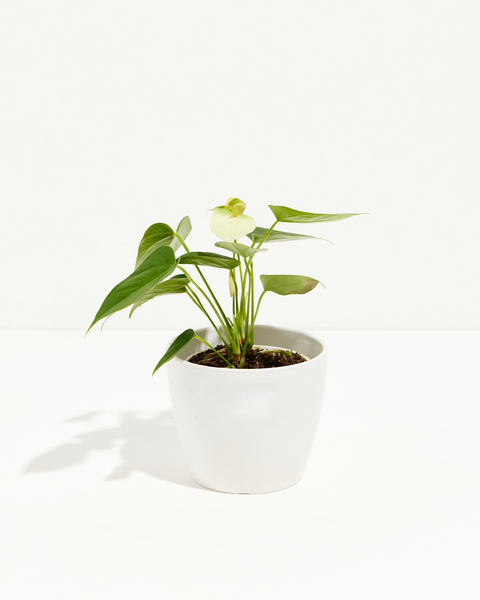 white anthurium price White Anthurium | Flowering Plants