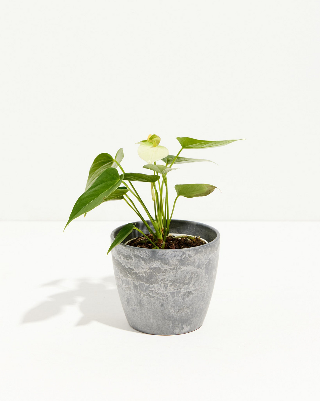 anthurium plant white White Anthurium | Flowering Plants
