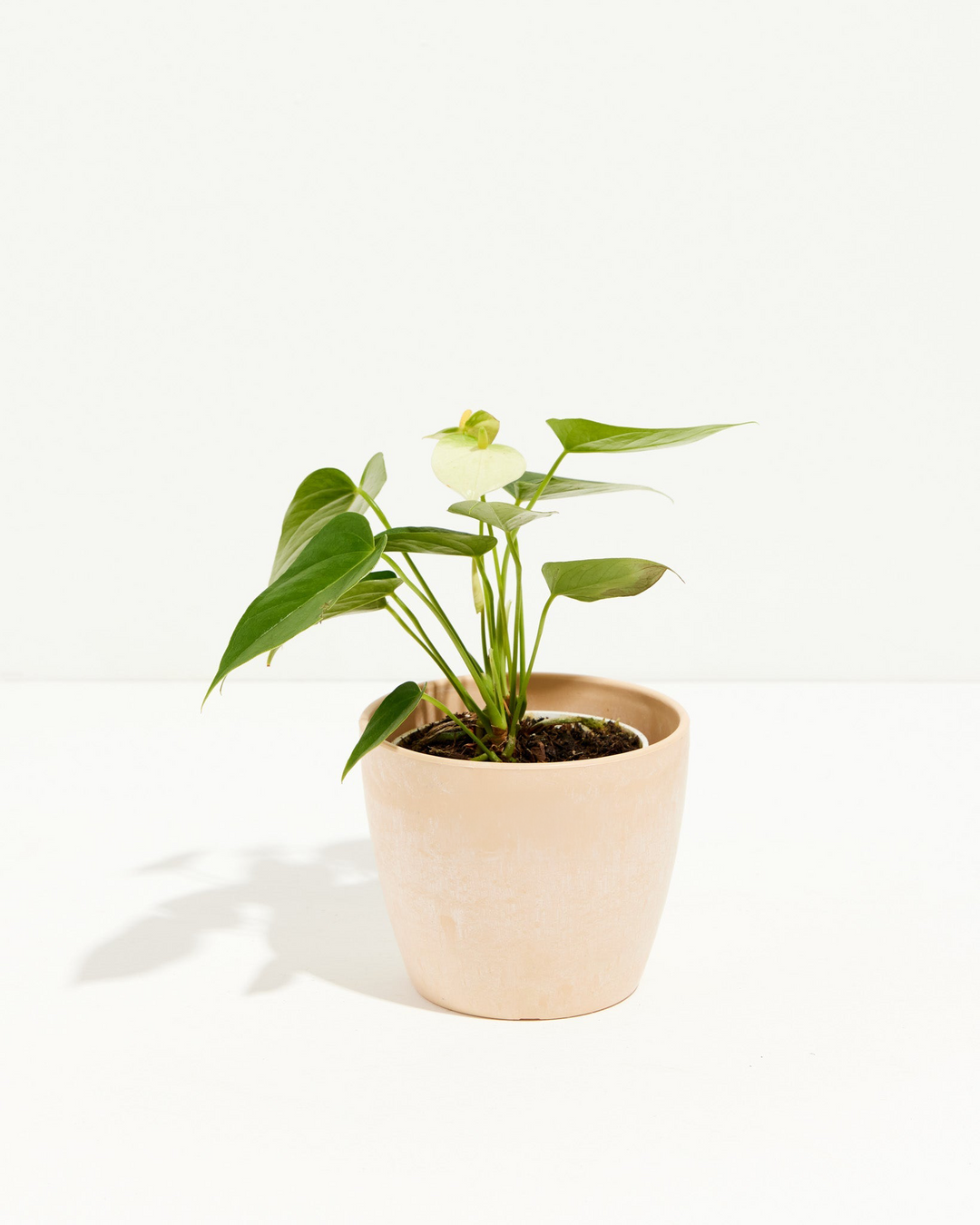 anthurium benefits for houseplant White Anthurium | Flowering Plants