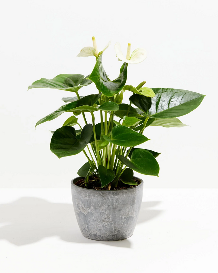 White Anthurium