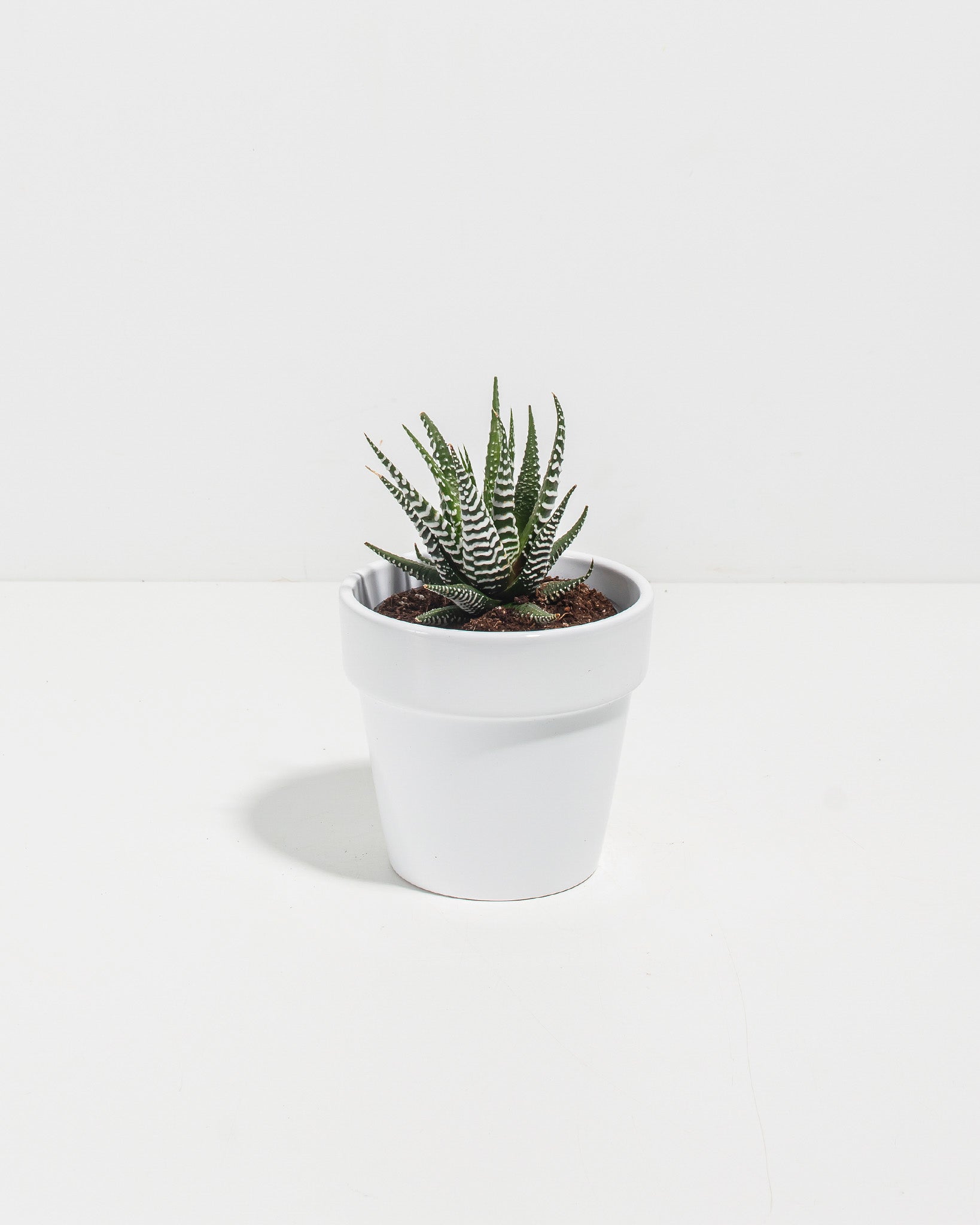 Buy Zebra Haworthia: Easy-Care Succulent with Bold Stripes