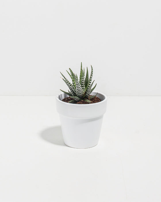 Zebra Haworthia Succulent