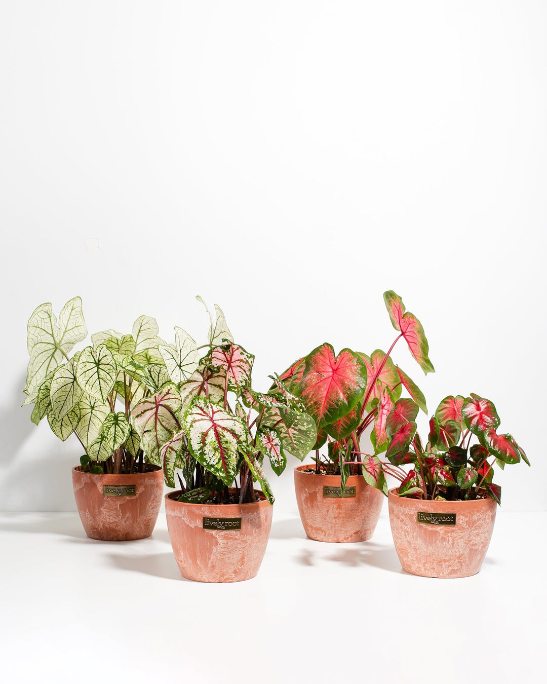 caladium potted plant Caladiums for Sale | 4-Pack Collection