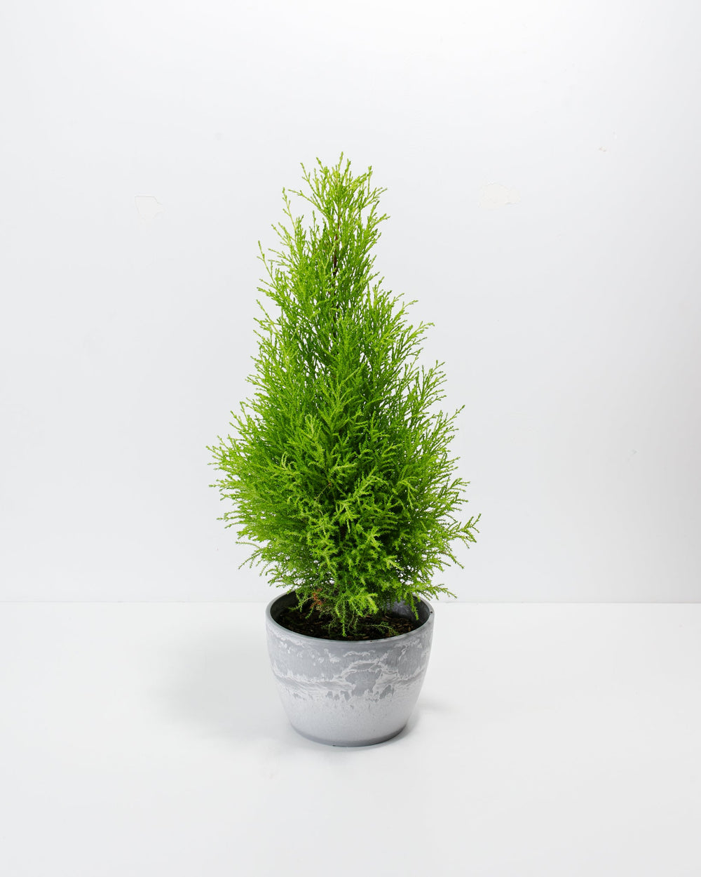 Lemon Cypress topiary 6-inch in grey concrete pot, compact pyramidal evergreen with vibrant chartreuse-green delicate foliage, modern minimalist houseplant