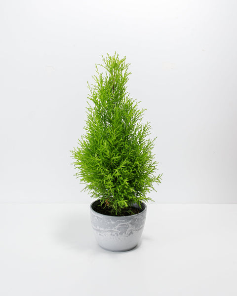 cypress tree house plant Lemon Cypress Tree | Holiday Plants