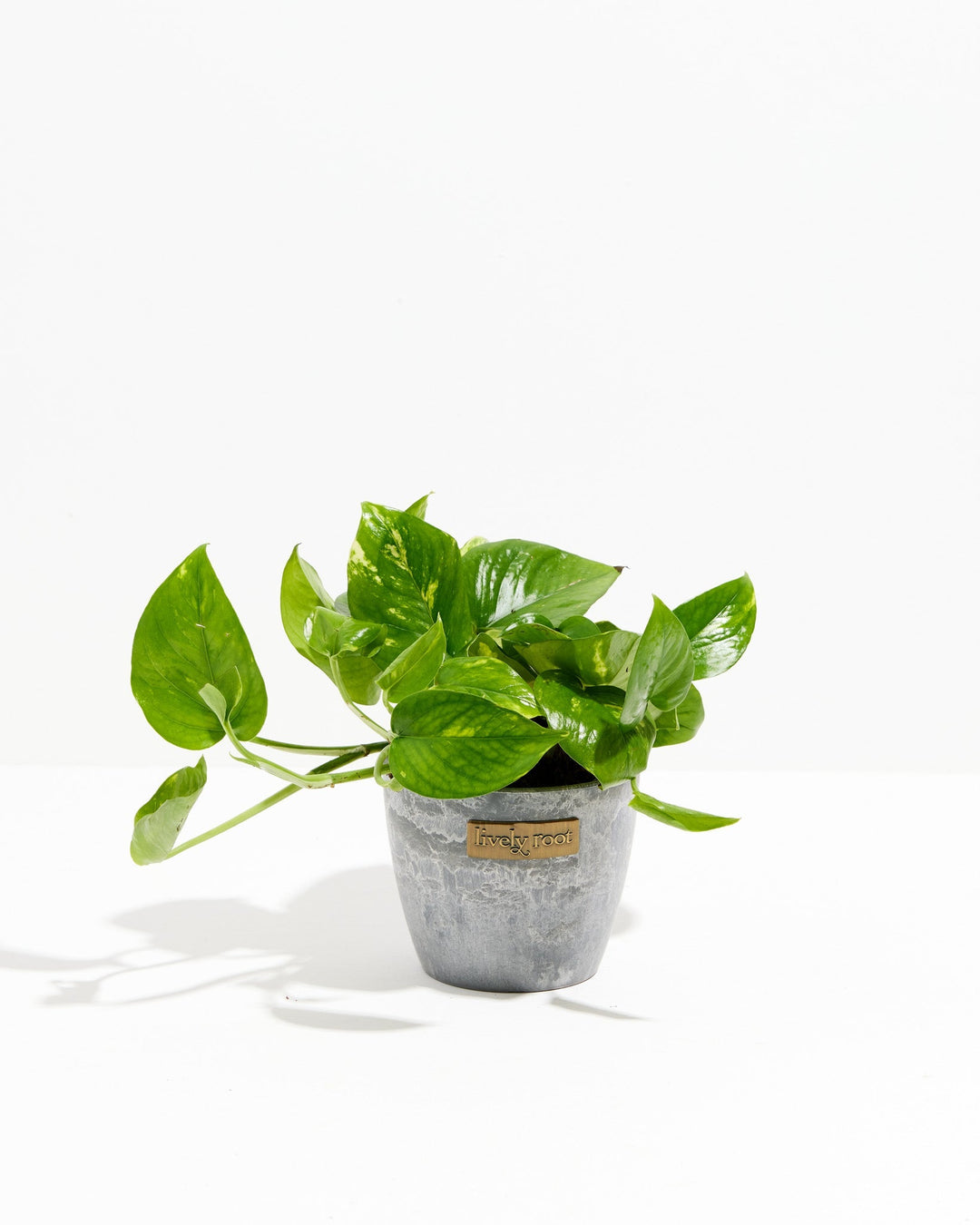 Golden Pothos Plant
