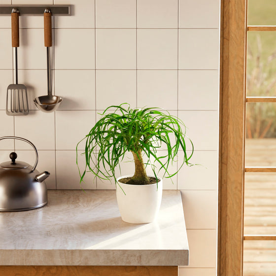 Small Ponytail Palm tree in a white ceramic pot on a bright kitchen countertop next to a stainless steel kettle.