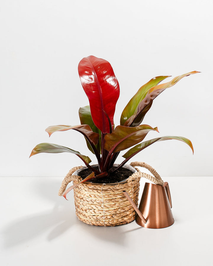 philodendron prince of orange watering Buy Philodendron Prince of Orange