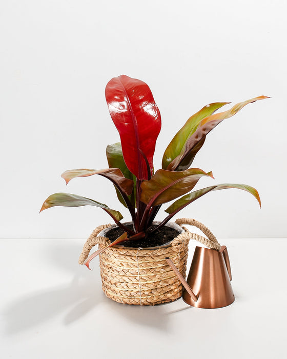 Philodendron Prince of Orange in a woven seagrass basket with handles alongside a copper watering can showing vibrant red new growth and dark green and burgundy leaves against a white background