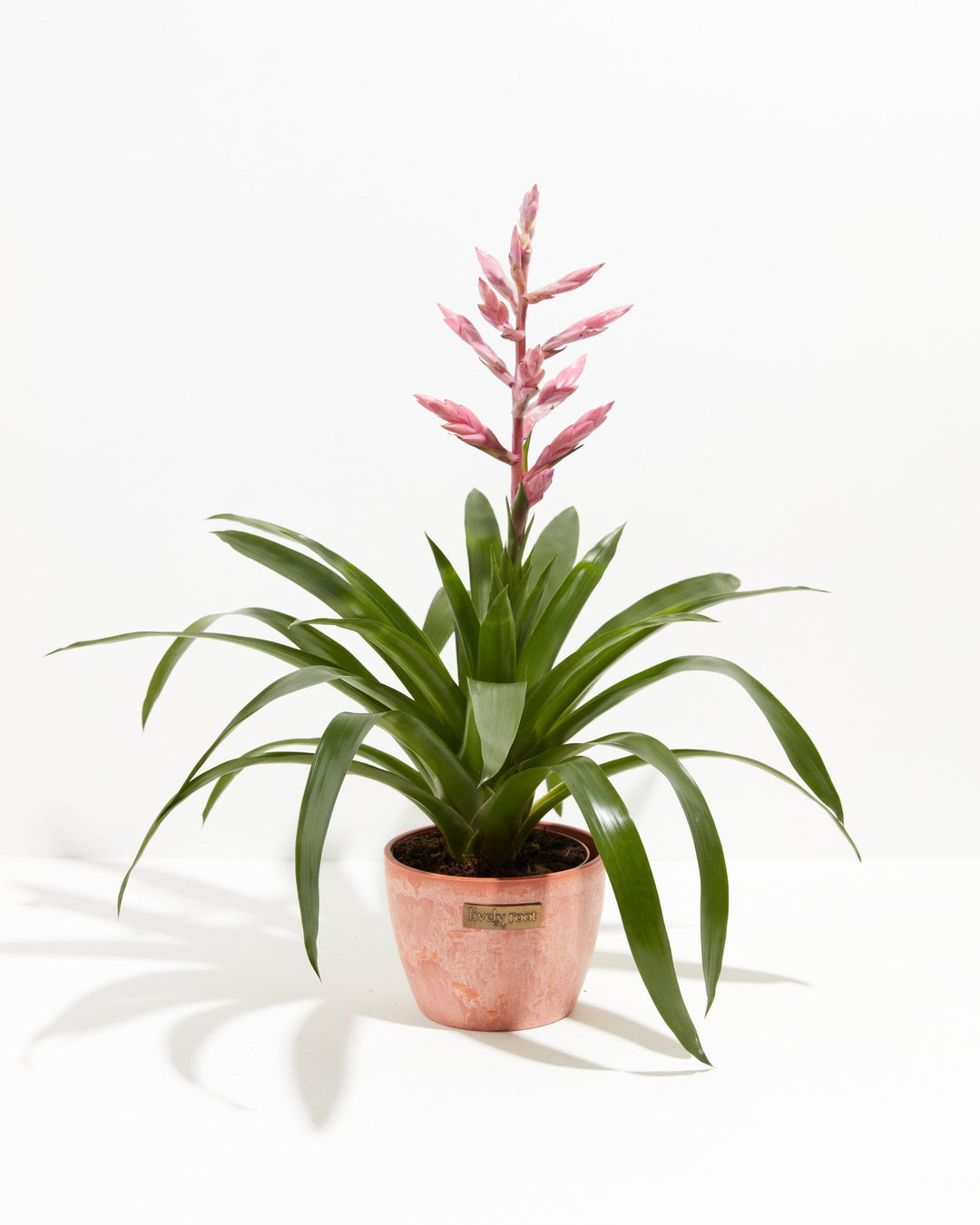 indoor guzmania plant care Claire Guzmania Bromeliad | Indoor Plants