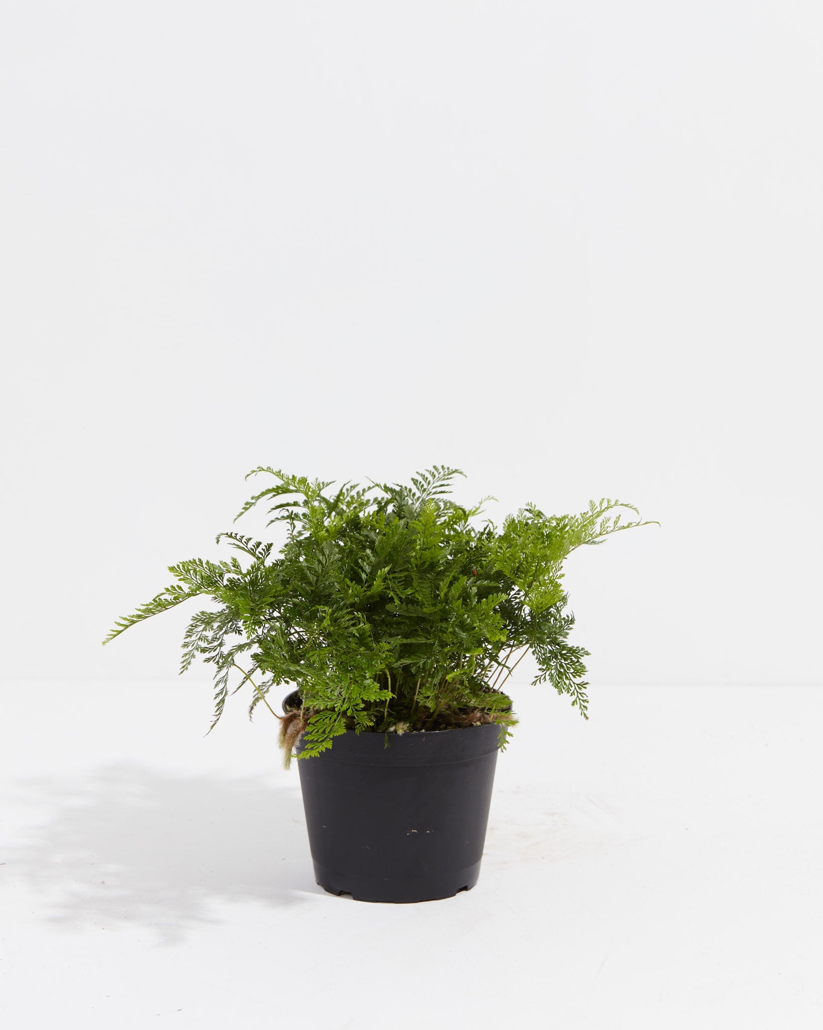 White Rabbit Foot Fern | Table Plants | Lively Root