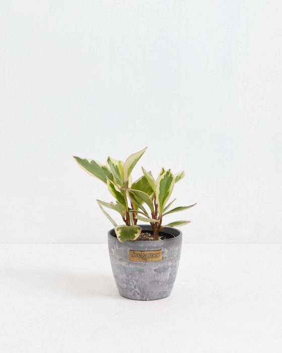 Peperomia Ginny in 4-inch grey concrete pot with Lively Root tag, variegated compact peperomia with burgundy stems and cream-variegated green foliage, alternate product angle
