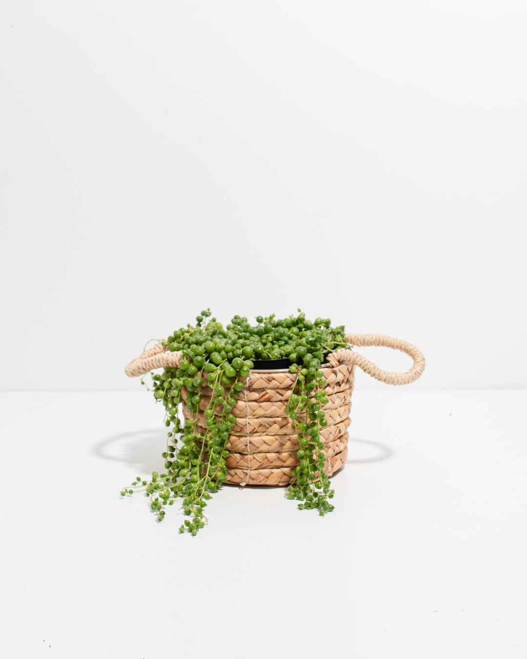 pearl chlorophytum plant Shop String of Pearls Plant | With Care Guide