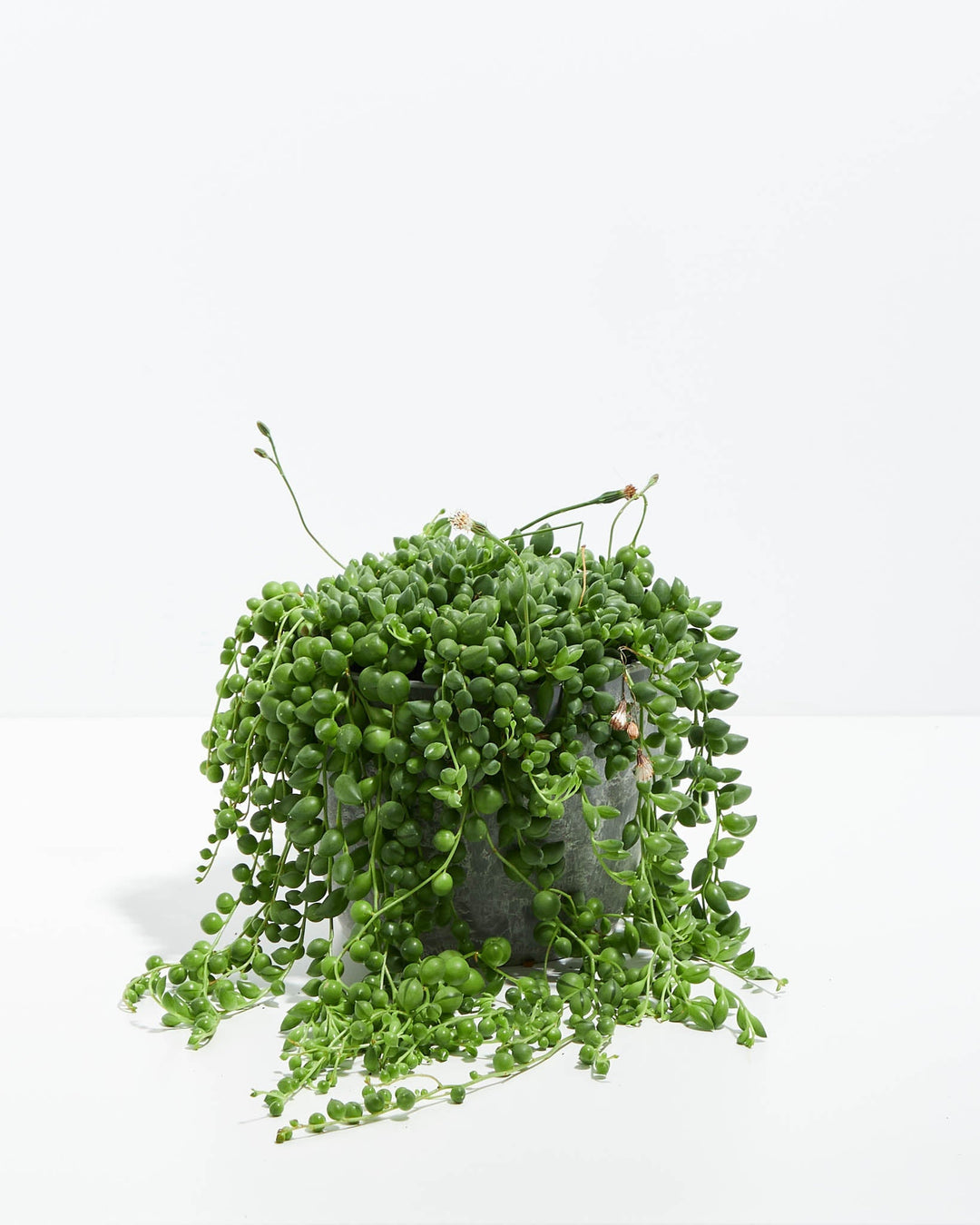 pearl chlorophytum plant Shop String of Pearls Plant | With Care Guide