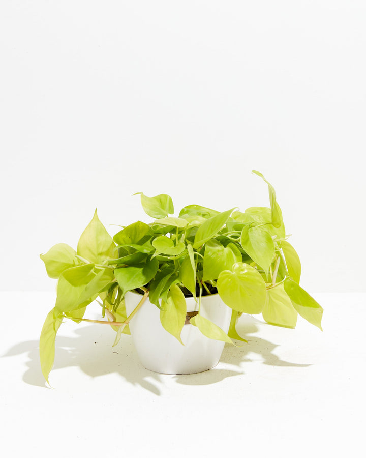 neon philodendron plant Neon Philodendron