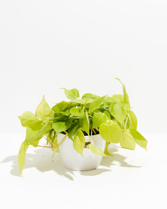 Neon Philodendron