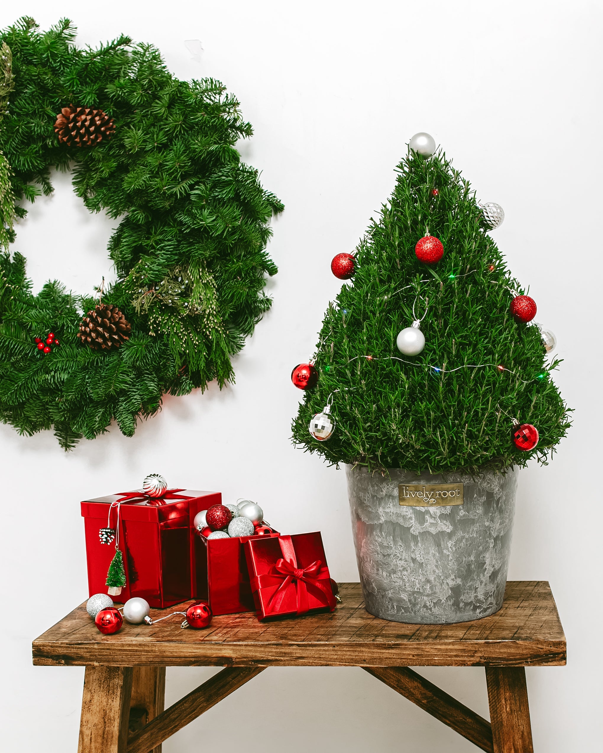 アクセサリー Rosemary Rosemary Christmas Tree | Holiday Plants | Lively Root