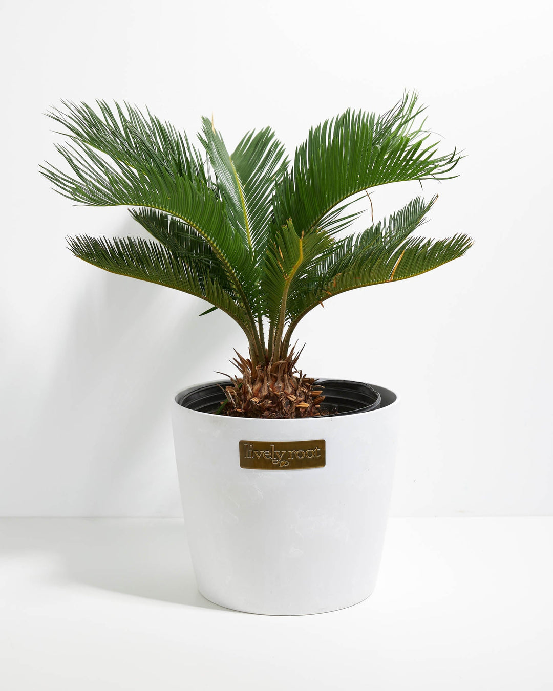 plant of steel palm Sago Palm For Sale | Palm Trees