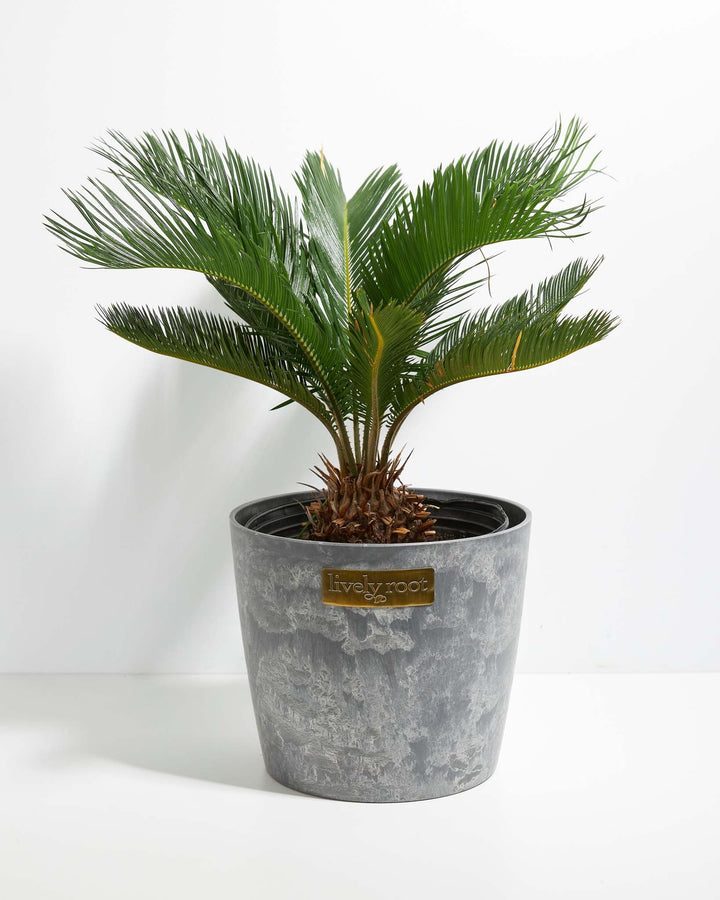 japanese sago palm plant Sago Palm For Sale | Palm Trees