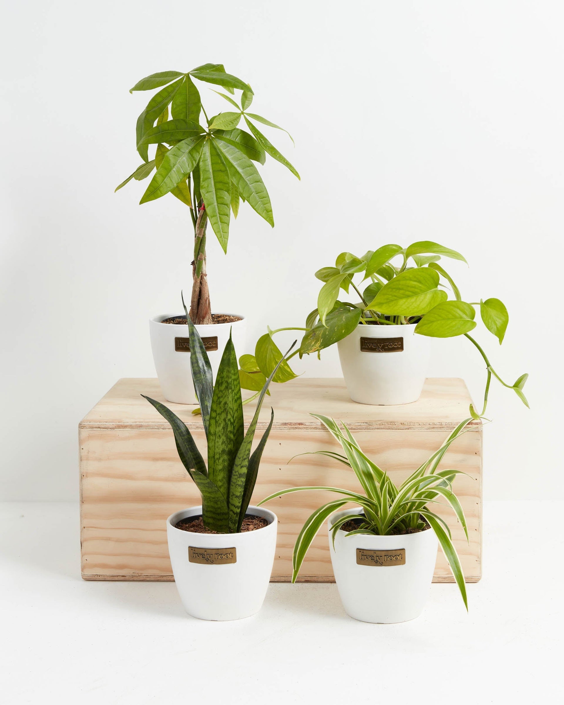Jungle Starter Plant Collection
