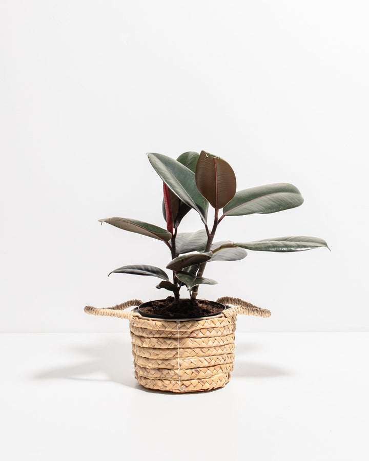 Ficus Elastica - Burgundy Rubber Tree