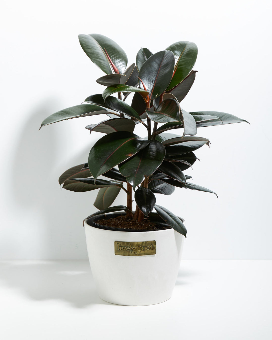 Ficus Elastica - Burgundy Rubber Tree