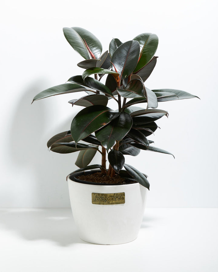 Ficus Elastica - Burgundy Rubber Tree