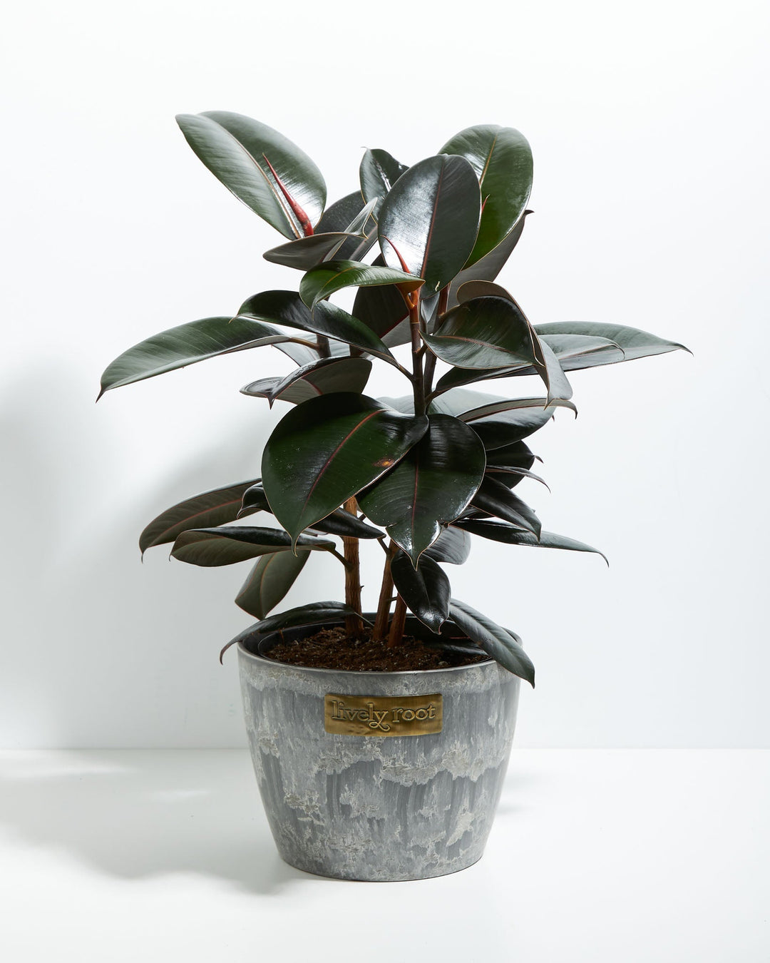 Ficus Elastica - Burgundy Rubber Tree
