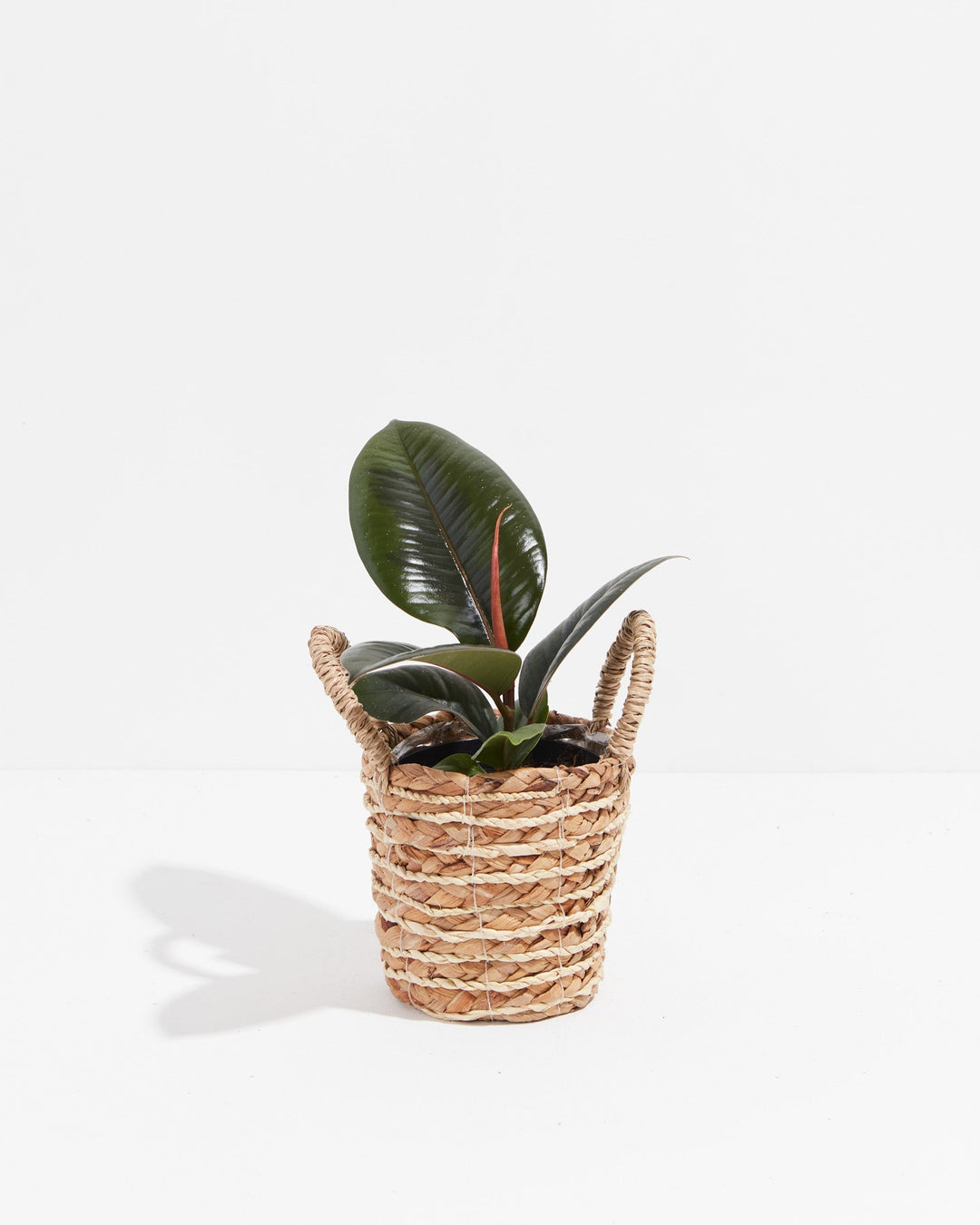 Ficus Elastica - Burgundy Rubber Tree