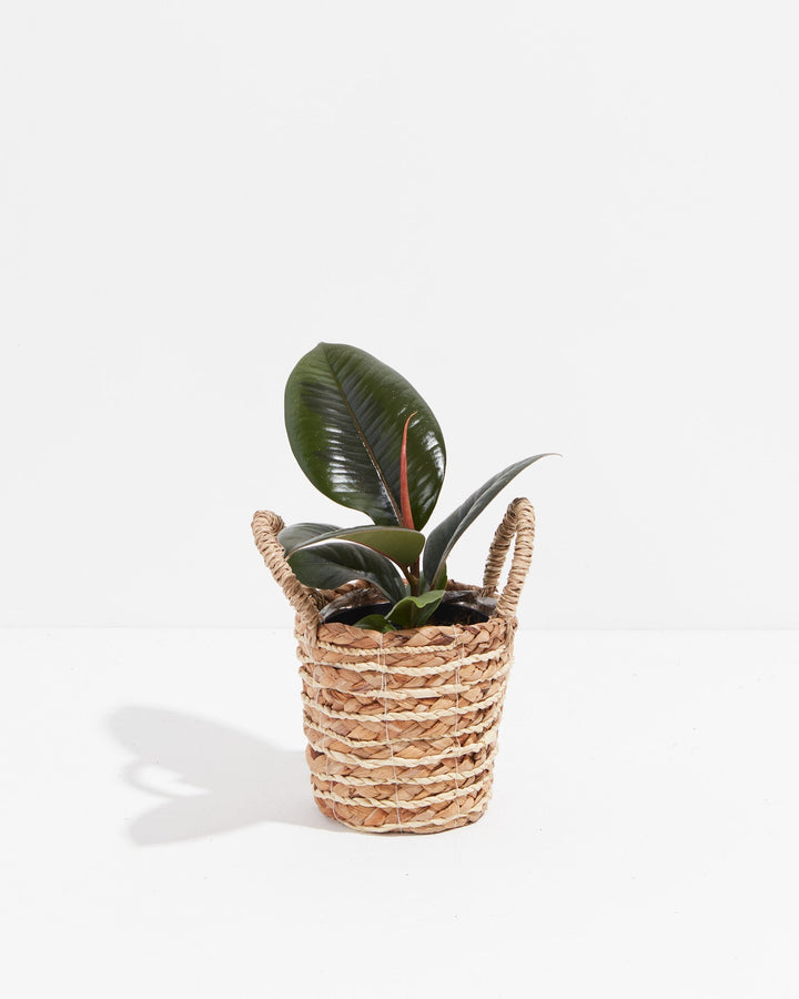 Ficus Elastica - Burgundy Rubber Tree