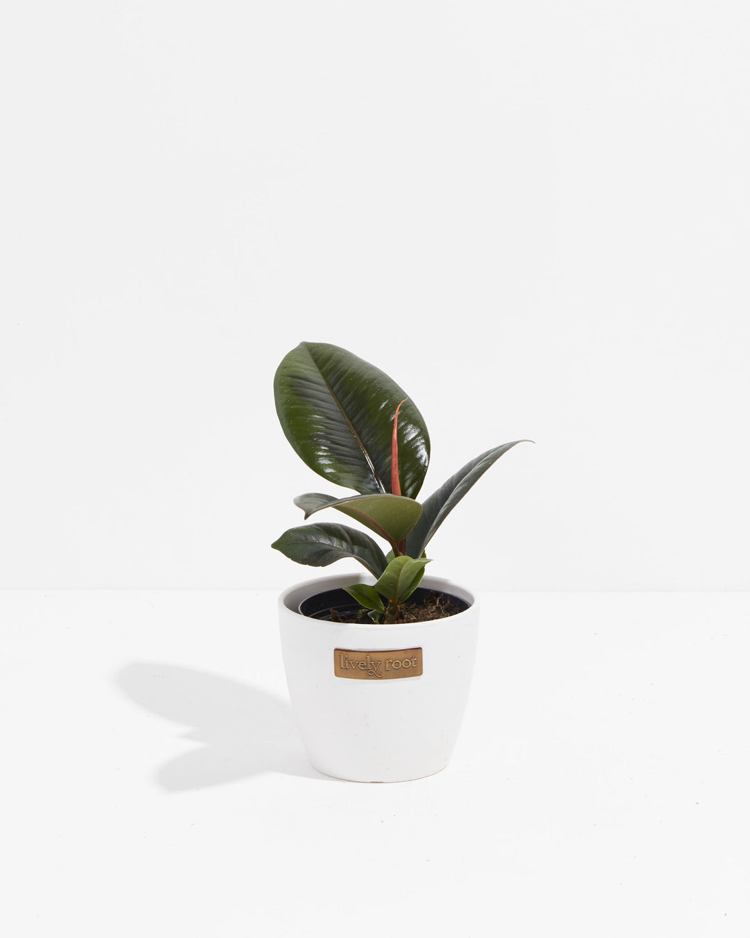 Ficus Elastica - Burgundy Rubber Tree