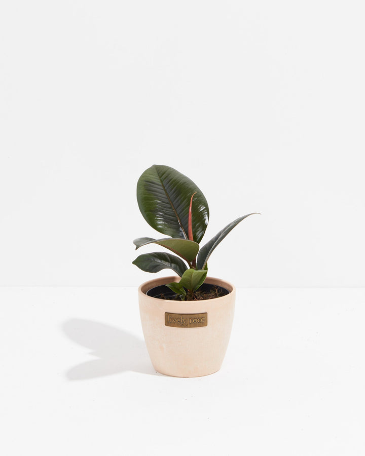 Ficus Elastica - Burgundy Rubber Tree