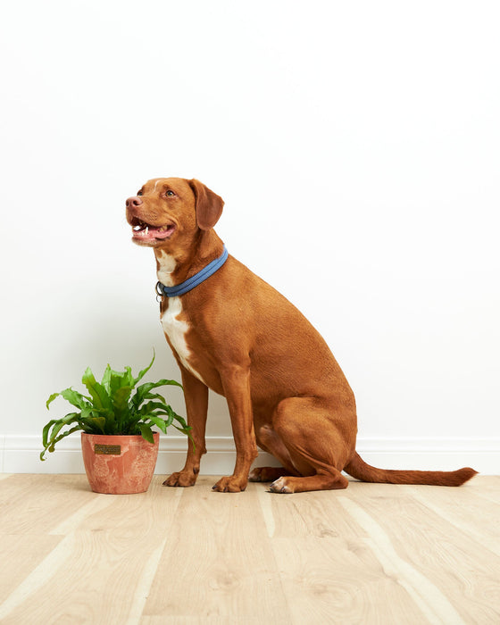 Bird's Nest Fern safe for pets, 6-inch terracotta planter with brown dog, non-toxic houseplant variety ideal for pet-friendly homes, tropical fern with distinctive form