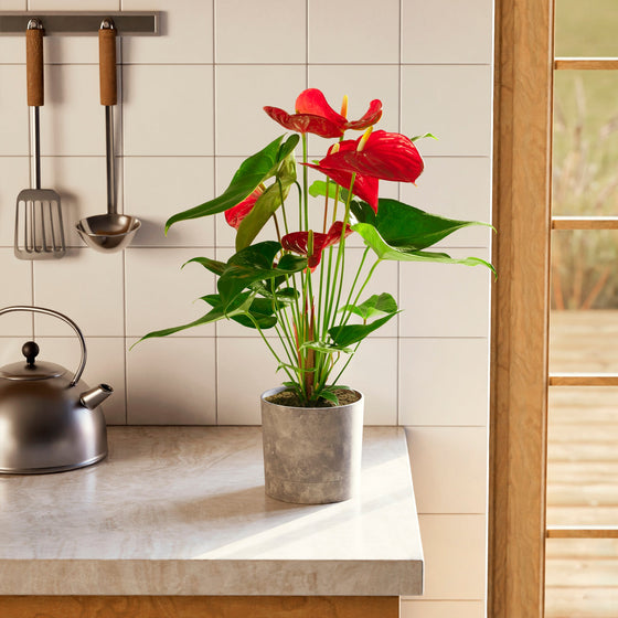 A vibrant Flamingo Flower (Anthurium) with brilliant red spathes and glossy green leaves, sitting in a gray stone-textured planter on a kitchen counter near a kettle and hanging utensils.