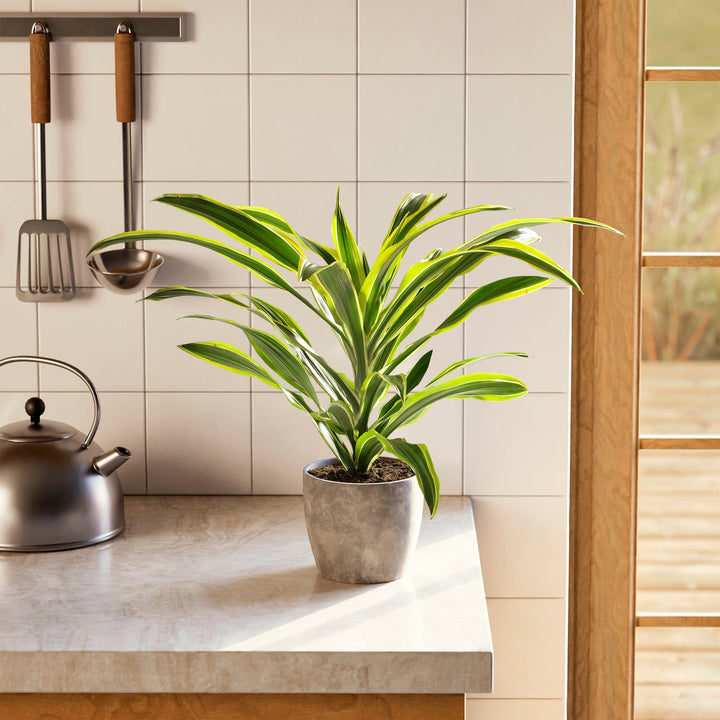 dracaena lemon lime height Dracaena Warneckii Lemon Lime For Sale Including Care Guide Medium / Eco Pot / Macadamia