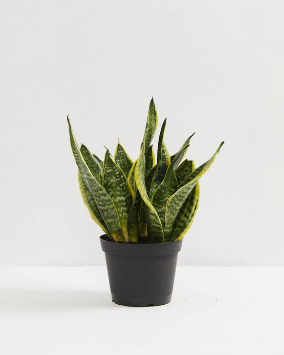 Sansevieria Futura Superba in a black nursery pot, a hardy low-light snake plant variety