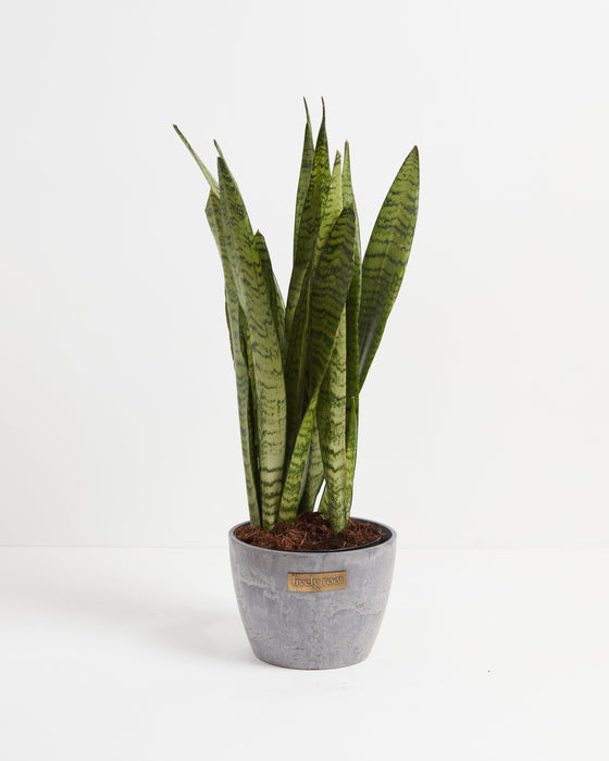 Sansevieria Zeylanica Snake Plant featuring upright, sword-shaped green leaves with dark green horizontal mottling, housed in a textured, tapered gray stone-look pot adorned with a small gold brand plaque, centered against a clean white background.