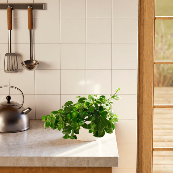 Lipstick Plant (Aeschynanthus radicans) in a white pot with lush trailing green vines styled on a modern kitchen countertop with white tile backsplash and steel kettle