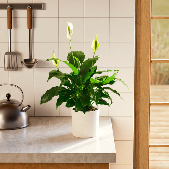 
Blooming Peace Lily in a white self-watering planter on a marble kitchen countertop.