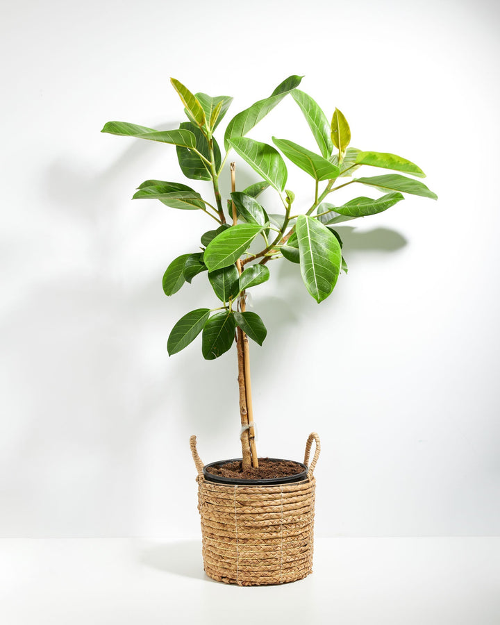 Ficus Yellow Gem Column