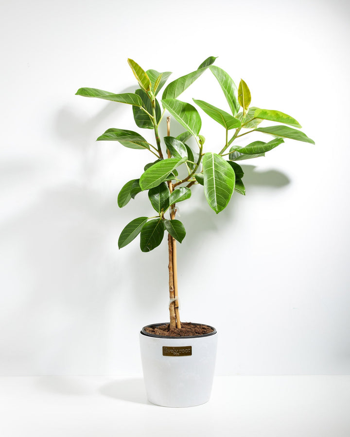 golden gem rubber tree plant Ficus Yellow Gem for Sale: Radiant Leaves for a Cheerful Home