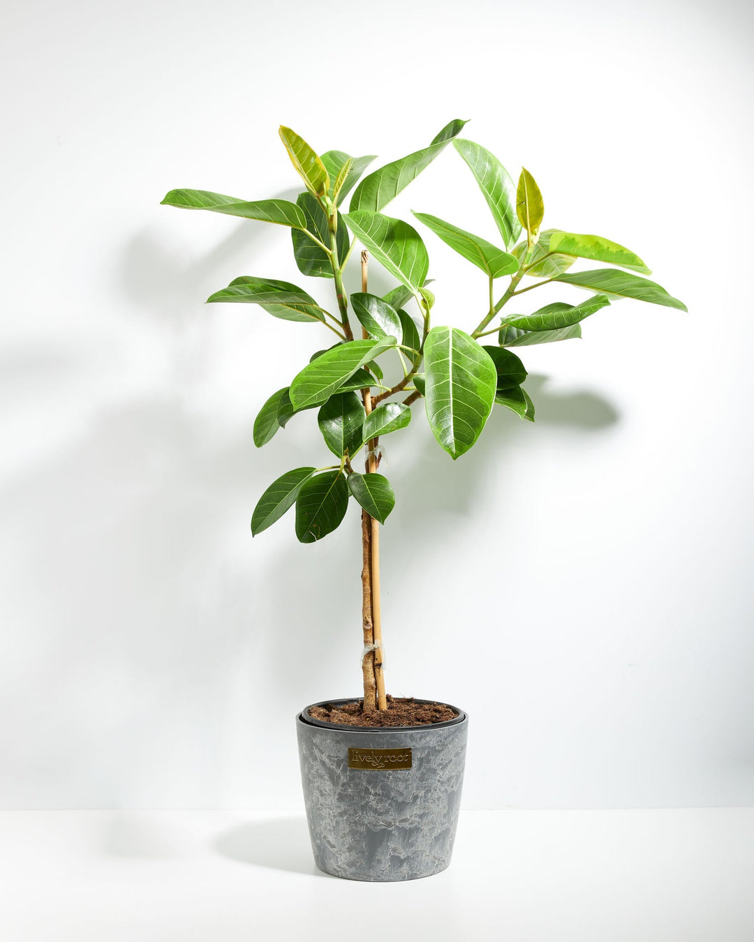 Ficus Yellow Gem Column