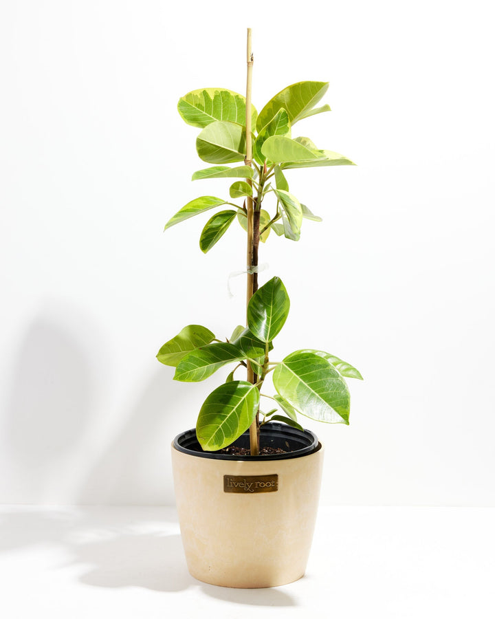 Ficus Yellow Gem Column