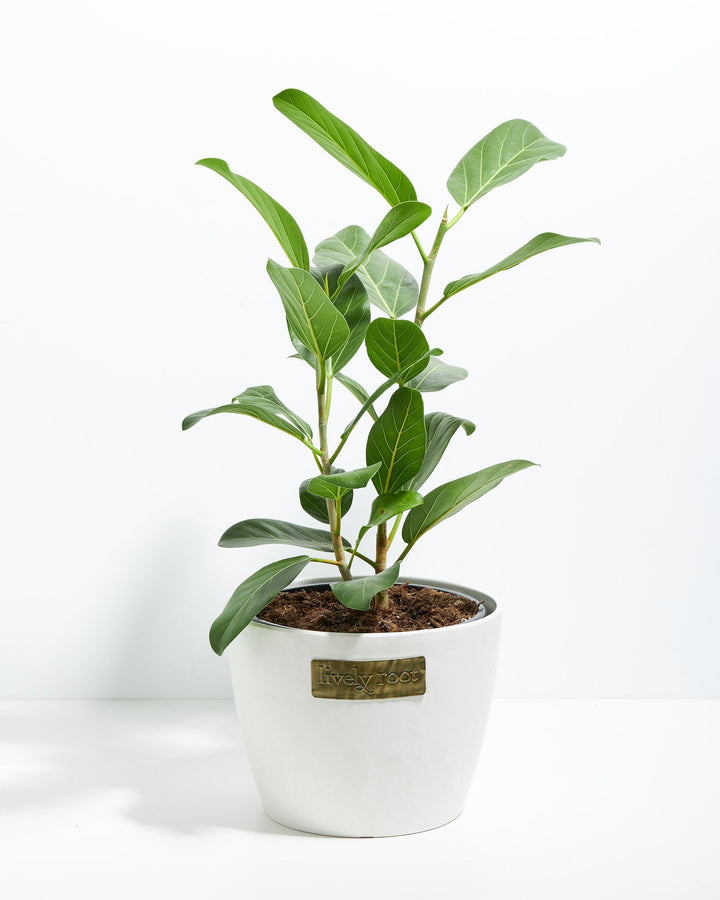 Ficus Yellow Gem Column