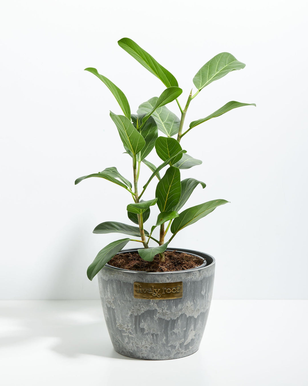 Ficus Yellow Gem Column