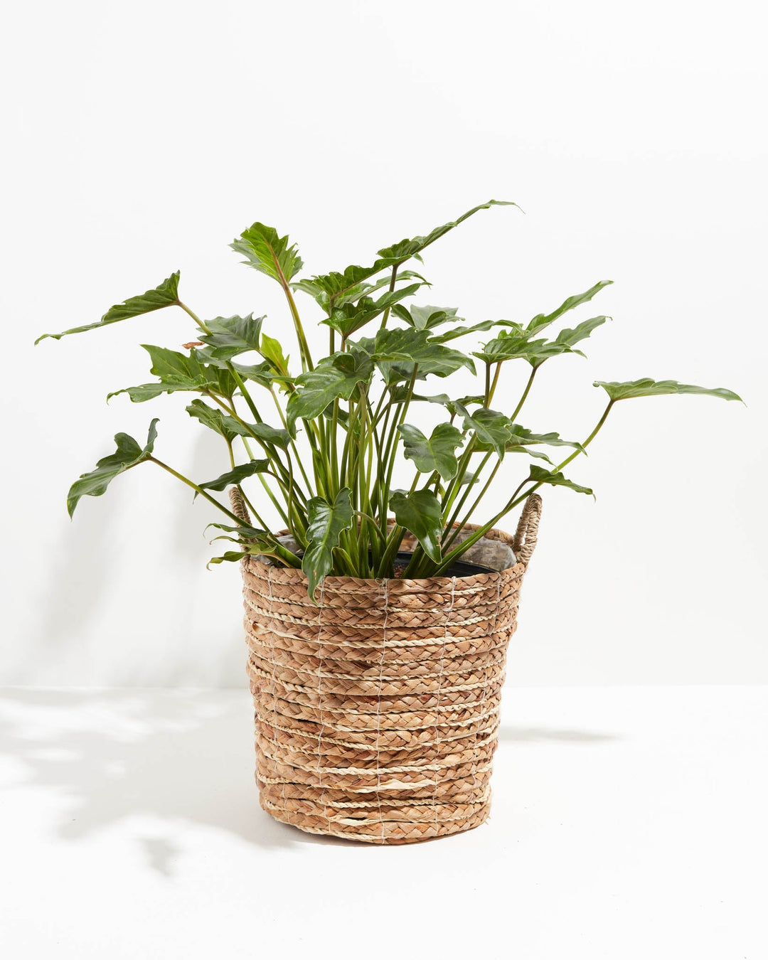 philodendron xanadu stem Philodendron Xanadu | Big Leaf Plants
