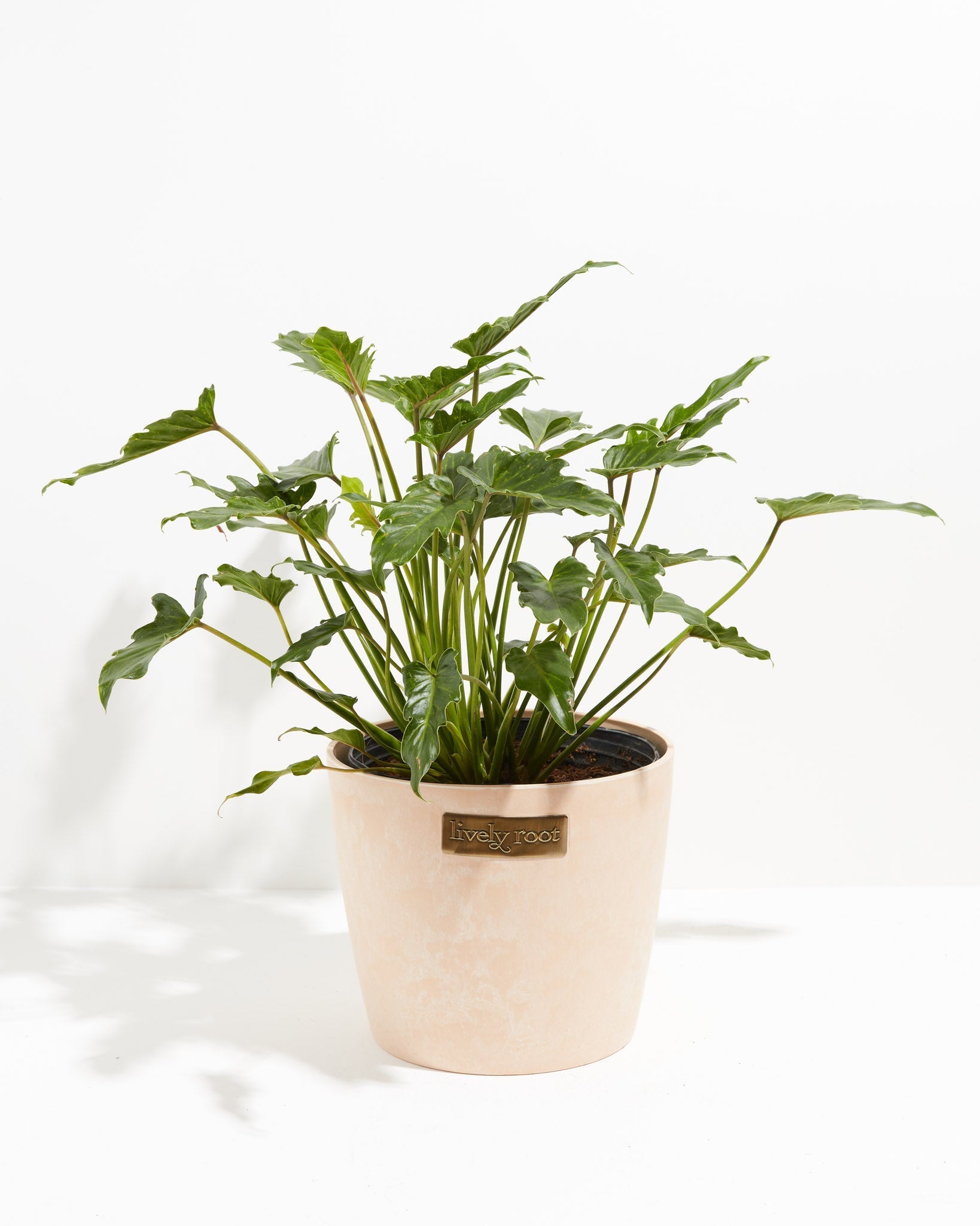 xanadu house plant Philodendron Xanadu | Big Leaf Plants