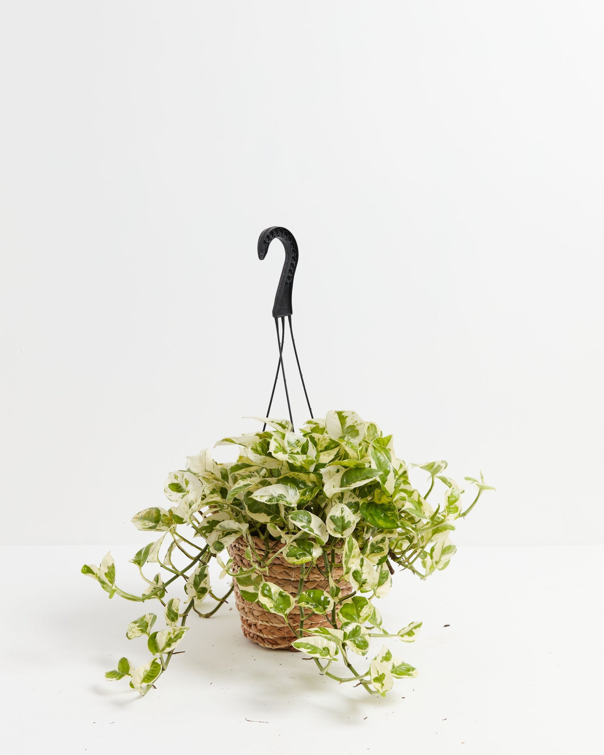 pothos pearl and jade Pearls And Jade Pothos for Sale | Including Care Guide